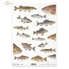 ryba, ryby, rybka, wędkarstwo, wędkowanie, łowienie, fish, fishing, Fisch, Fische, Angeln, pez, peces, pesca